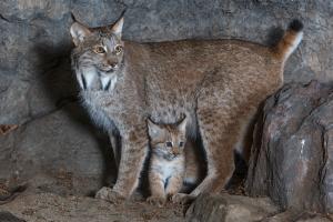 Female lynx with her young.