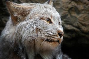 Lynx canadensis