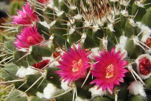 Mammillaria magnimamma