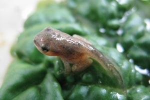 A positive 2024 balance sheet for the western chorus frog conservation program