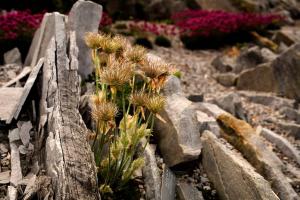 Anémone du printemps Pulsatilla vernalis