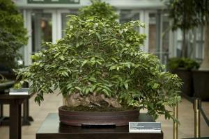 Lagestroemia lecomtei