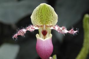 Paphiopedilum glaucophyllum var. moquetteanum.