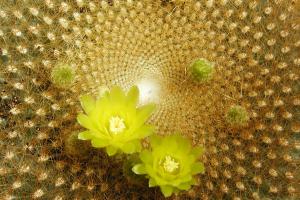 Cactus Parodia graessneri.