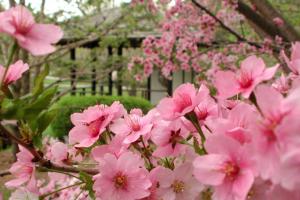 Floraison printanière au Jardin japonais.