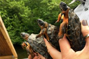 Quatre jeunes tortues des bois sur le point d&#039;être relâchées dans la nature.