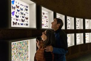 Un couple regarde des vitrines d&#039;insectes au Dôme de l&#039;Insectarium.