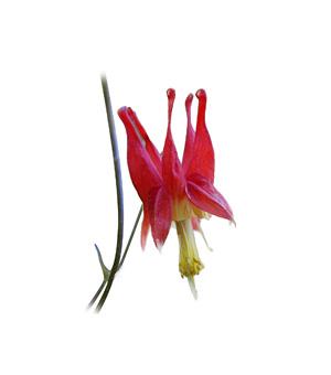 Flore du Québec