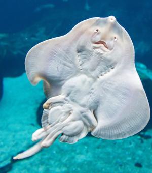  Thorny skate - Amblyraja radiata