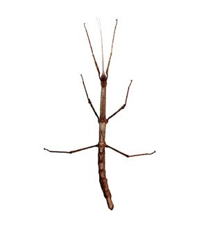 Stick insects