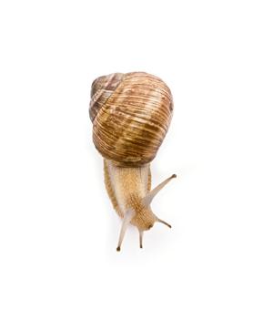 Maladies et indésirables