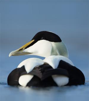  Common eider - Somateria mollissima