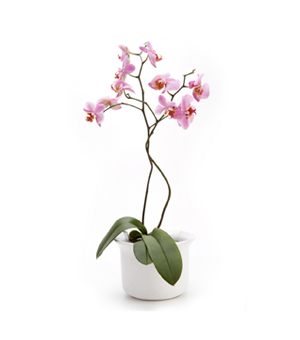 Plantes d’intérieur