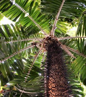 Palmier épineux, Corozo - Aiphanes horrida (syn. Aiphanes aculeata)
