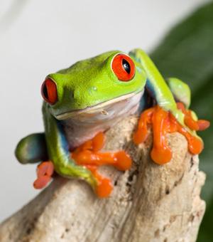  Red-eyed tree frog - Agalychnis callidryas