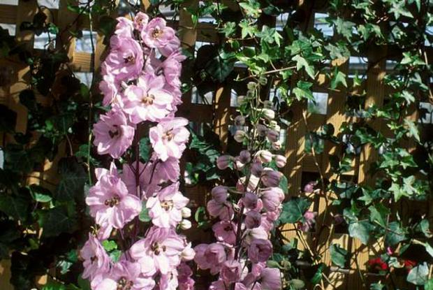 Delphinium elatum