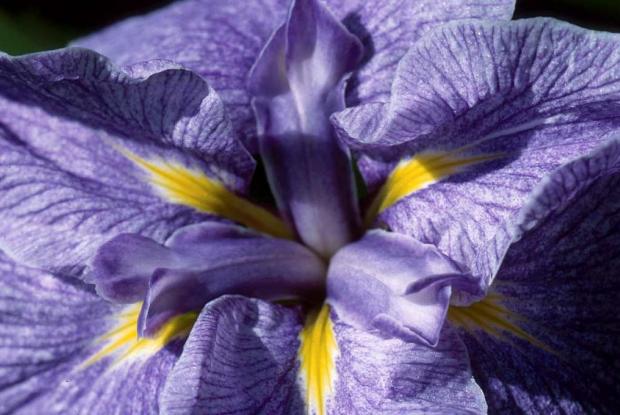 L'iris (airisu)