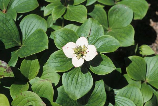 Cornus canadensis