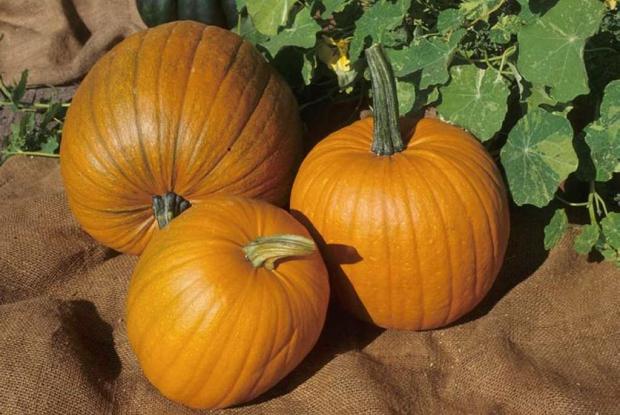 Citrouille Cucurbita pepo 'Spirit'