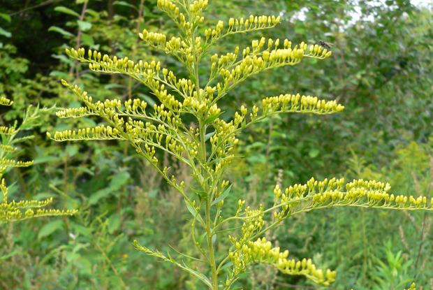 3 - Verge d’or du Canada