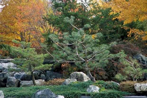 The plants of the Japanese Garden