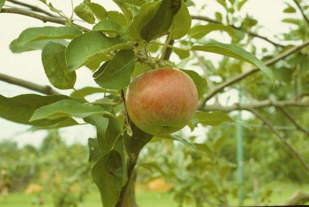 Pommier en fruits Malus 'Cortland'