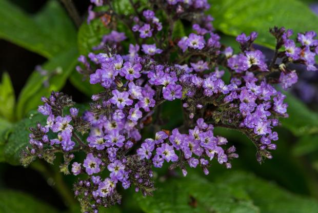 7 - Garden heliotope