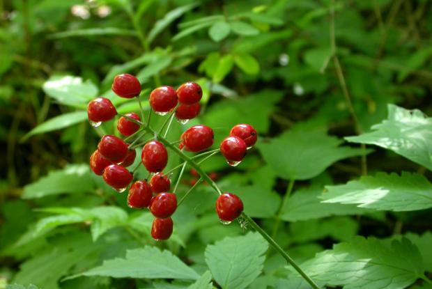 Actaea rubra