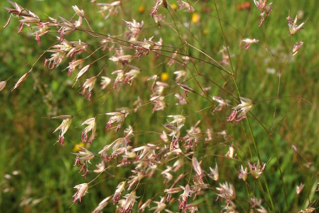 Wavy hairgrass 