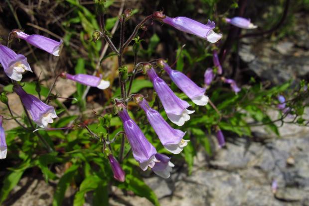 Penstemon hirsutus