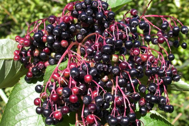 Common elderberry