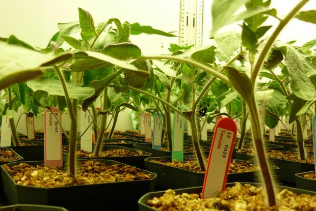 Potted tomatoes