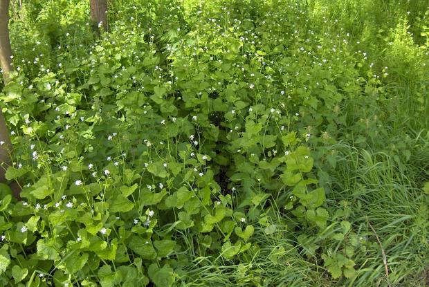 Alliaria petiolata