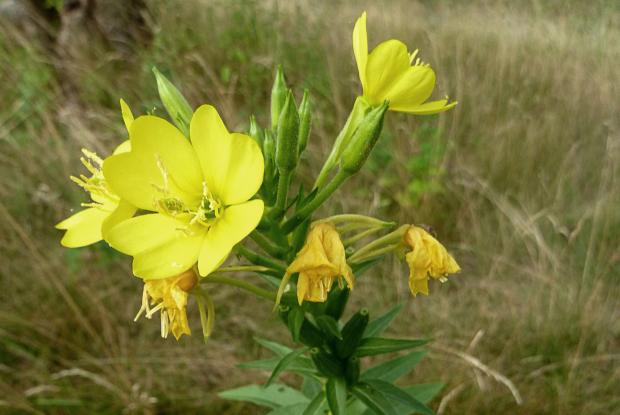 Oenothera biennis, Richelieu (01-08-12)