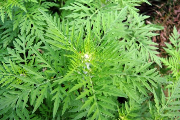 Petite herbe à poux (Ambrosia artemisiifolia)