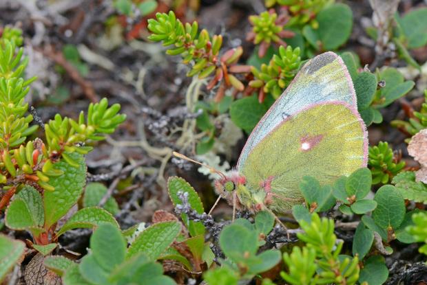 Colias nastes (Pieridae) Kuujjuaq