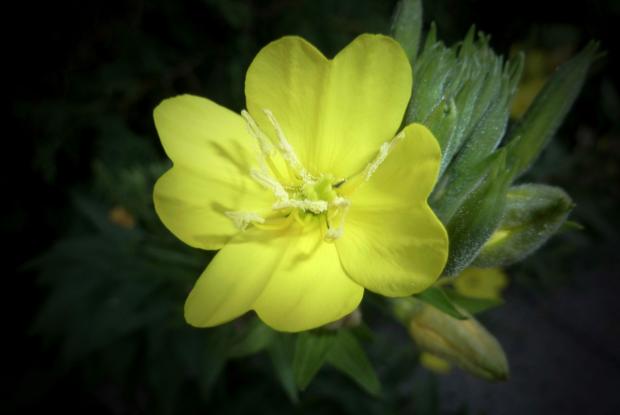Oenothera biennis, Richelieu (02-08-12)