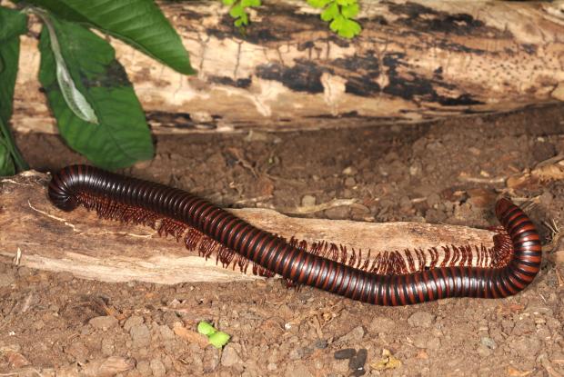 Archispirostreptus gigas.