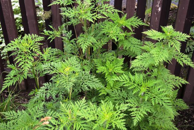 Petite herbe à poux (Ambrosia artemisiifolia)