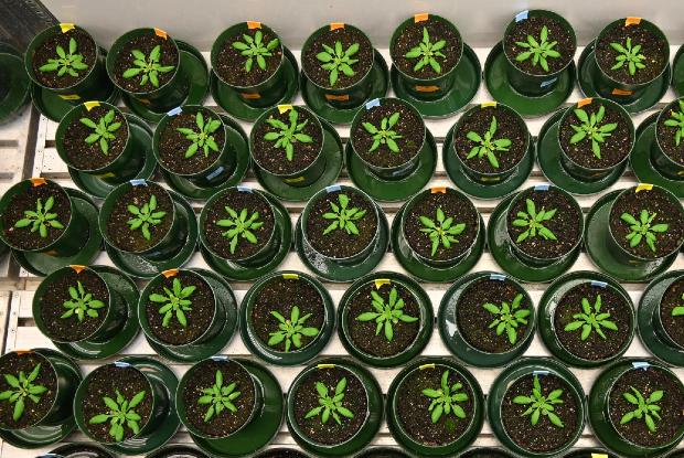 Potted arabidopsis