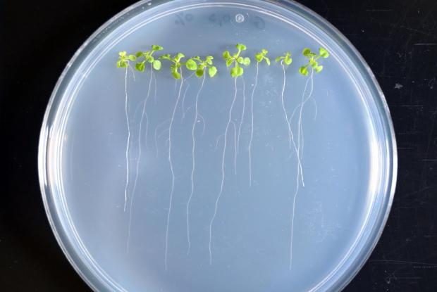 In Vitro arabidopsis