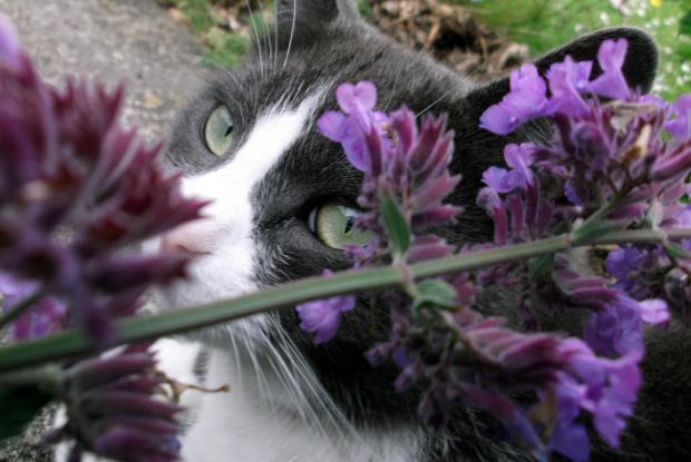 Herbe A Chat Espace Pour La Vie Herbe A Chat Espace Pour La Vie