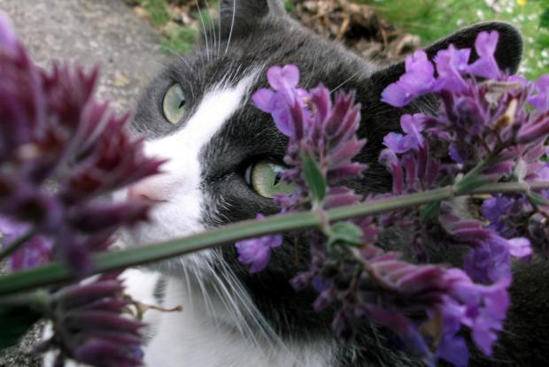 Cat with catnip (Nepeta cataria)