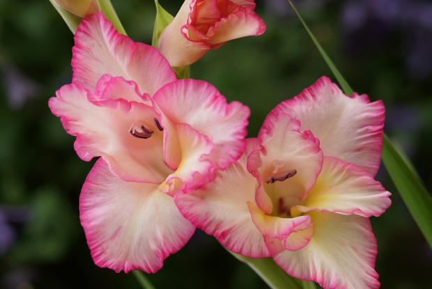 Gladiolus cv.