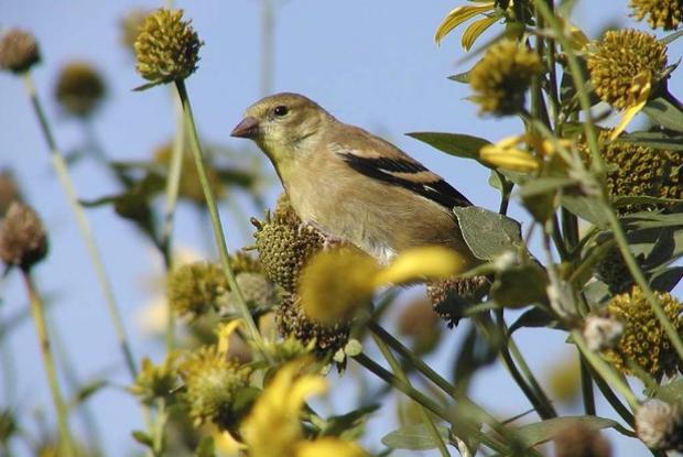 Chardonneret jaune