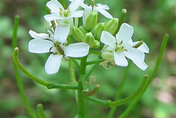 Alliaria petiolata