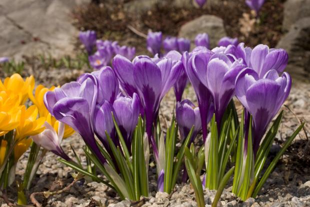 Crocus vernus.