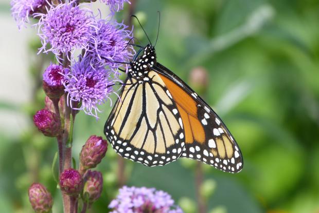 jardin de papillons