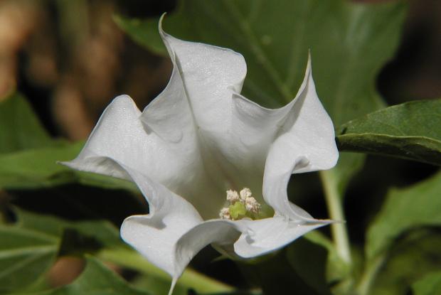 Datura stramonium.