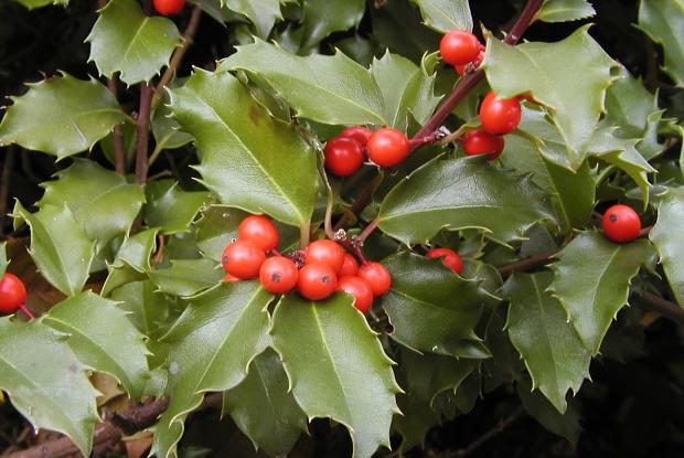 Ilex X meserveae